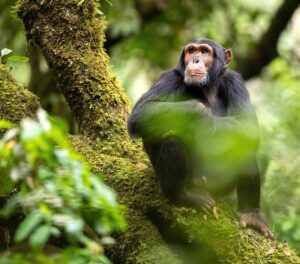 Kibale NP Chimpanzee