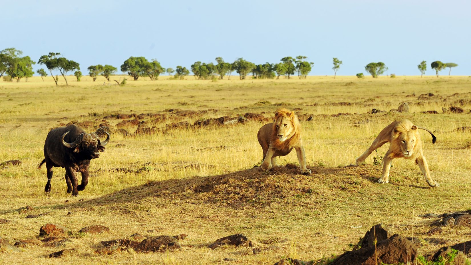 Magical Kenya