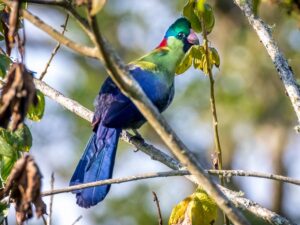 Bird in Volcanoes NP