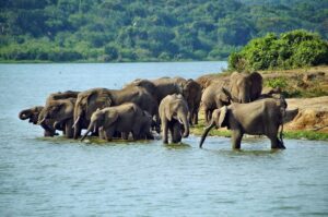 Queen Elizabeth National Park elephants