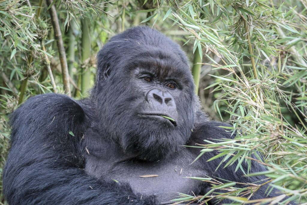 Volcanoes National Park Silverback in Bamboo