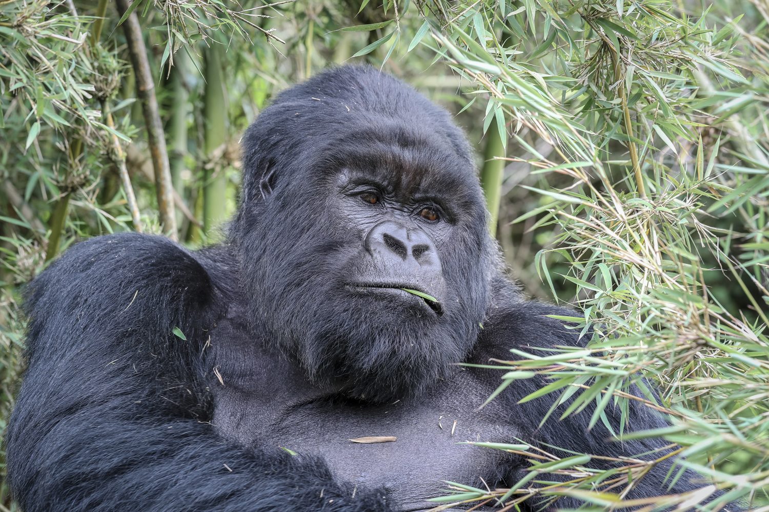 Gorillas in the Mist