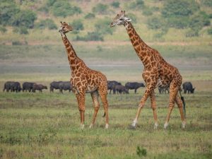 Akagera National Park